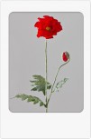 Deko Mohn rot 68cm mit großer Blüte
