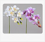1 Zweig Orchidee 1x weiss oder 1x rosa Farbe sortiert 62cm
